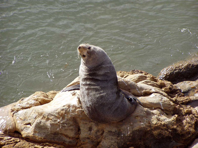 Shag Point