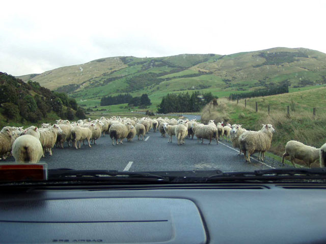 1 Schaf, 2 Schafe...