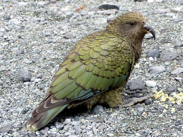 Kea