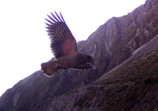 Kea im Anflug