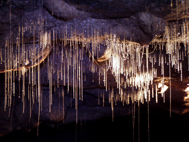 Waitomo Glowworm Caves