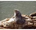 [Shag Point]