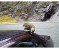 [Kea-Attacke]