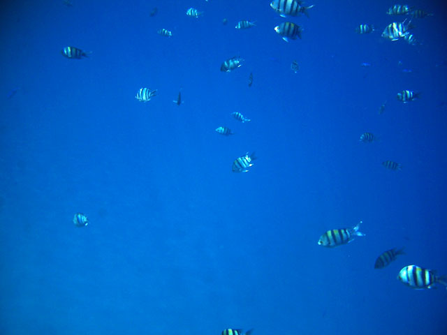 Das Rote Meer ist blau!