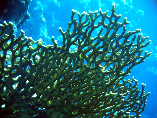 Im Hartkorallengarten