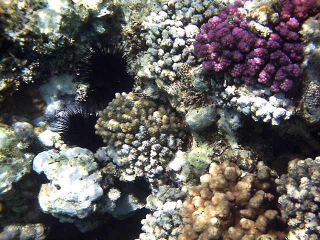 Bunte Korallen