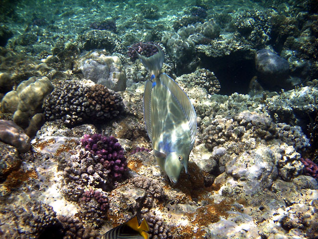 Kurznasen-Doktorfisch