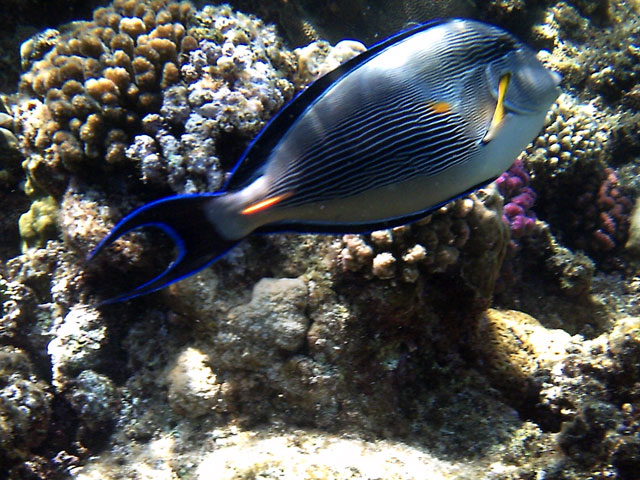 Arabischer Doktorfisch