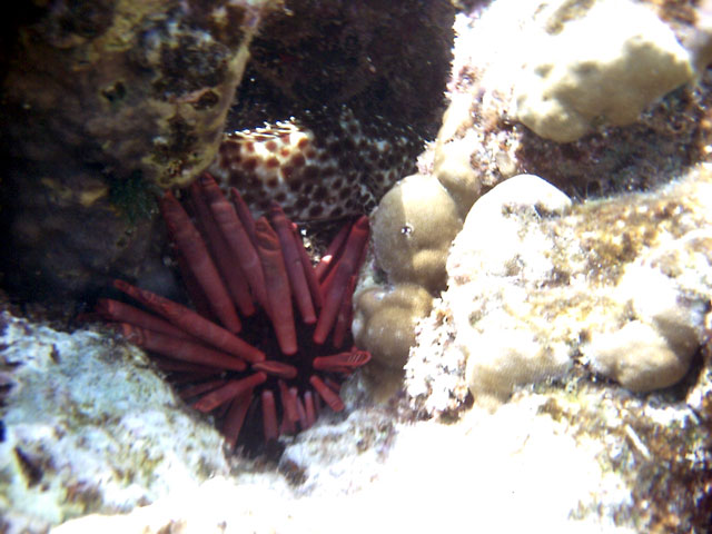 Griffel-Seestern & Cod