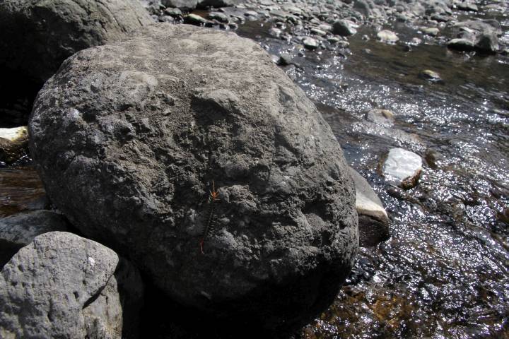 Hunderf&uuml;&szlig;er