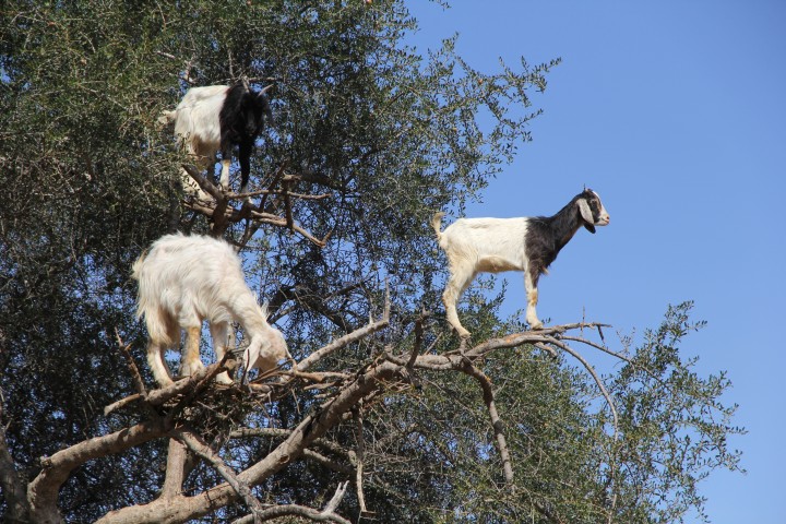 Wer hat was nicht verstanden?