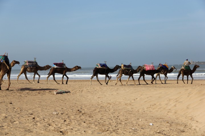 Kamelreiten am Strand