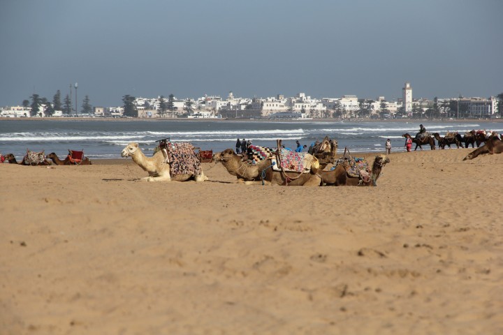 Dromedare vor Essaouira