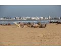 [Dromedare vor Essaouira]