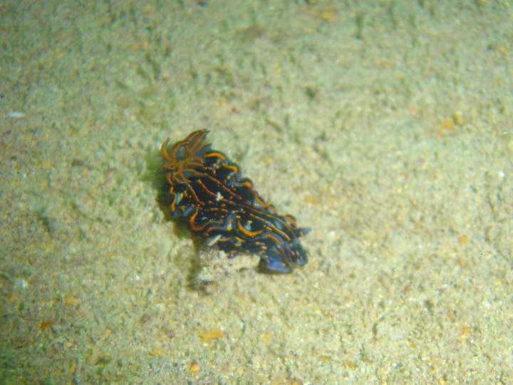 Nudibranch