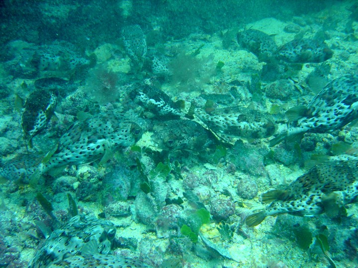 Tonnenweise Igelfische