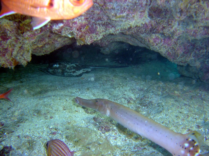 Rochen und Fl&ouml;tenfische