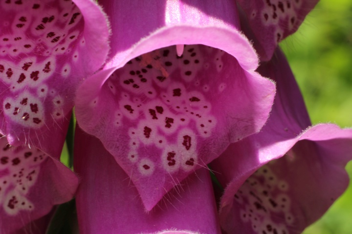 Fingerhut (Etappe 2)