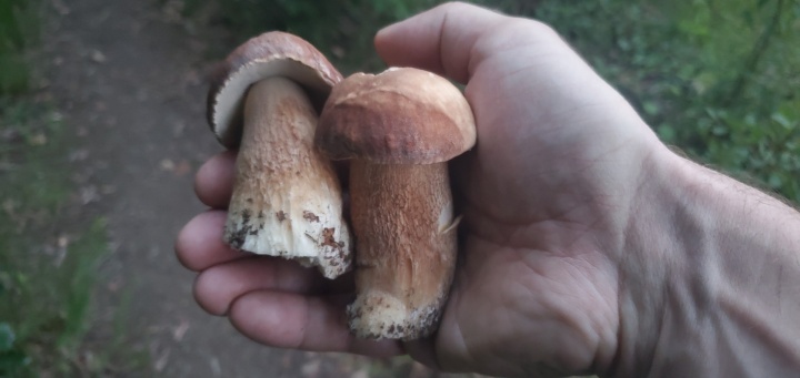 Steinpilze (Etappe 3)