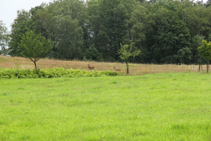 Wildwechsel (Etappe 4)