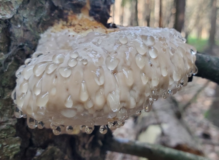 Schwitzender Baumpilz