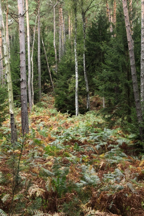 In der Formschlucht bei Kleinhennersdorf