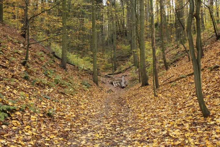 Im Wald