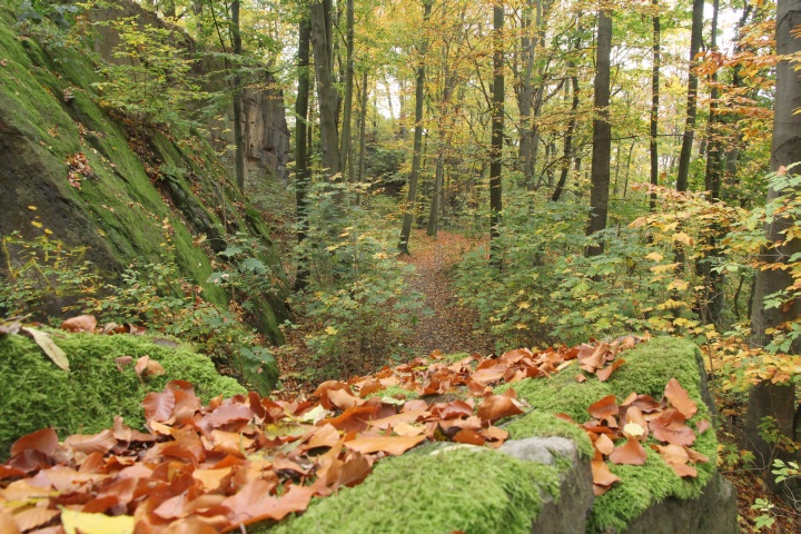 Herbstwald